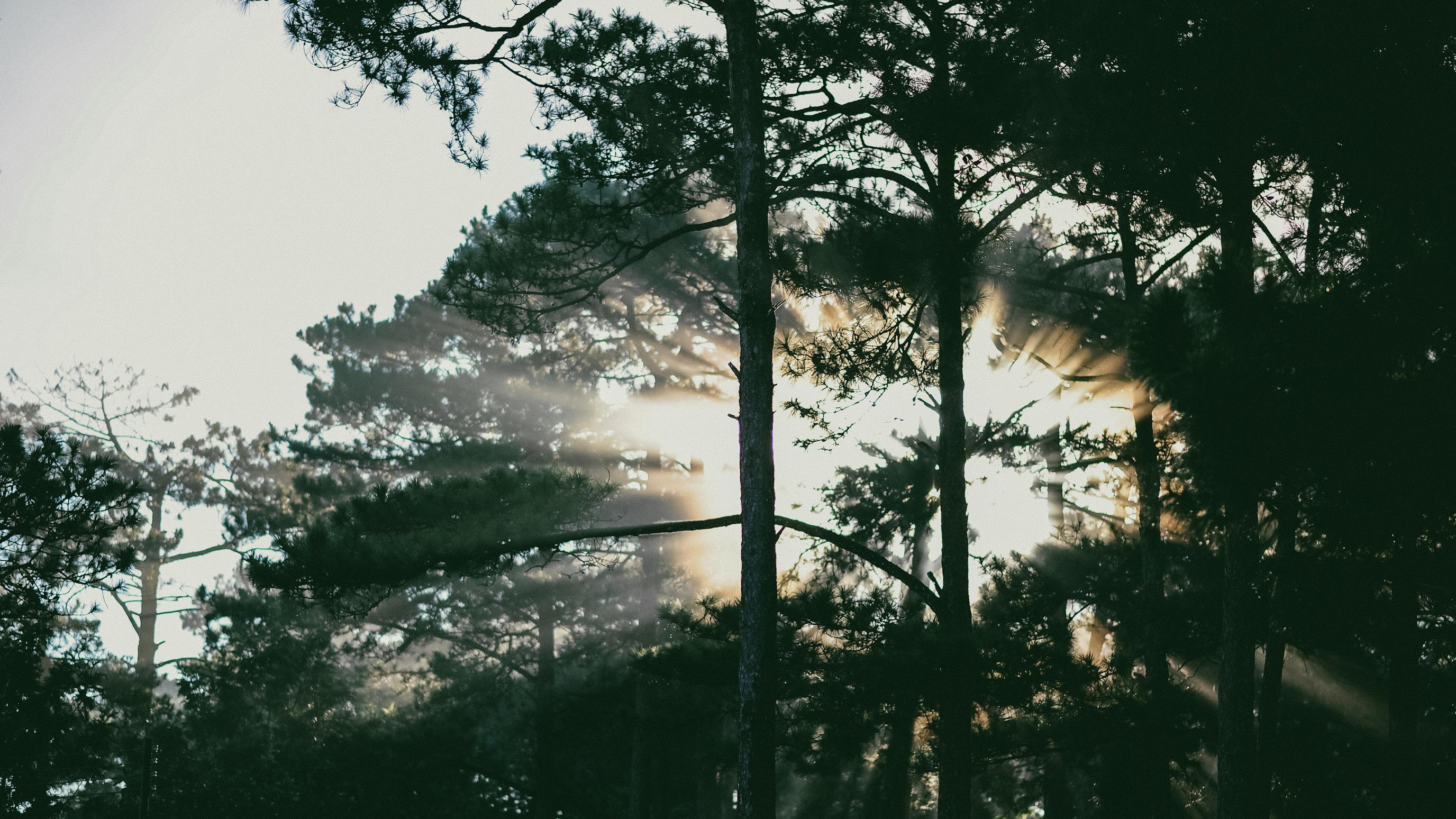 Foxfire Village, NC